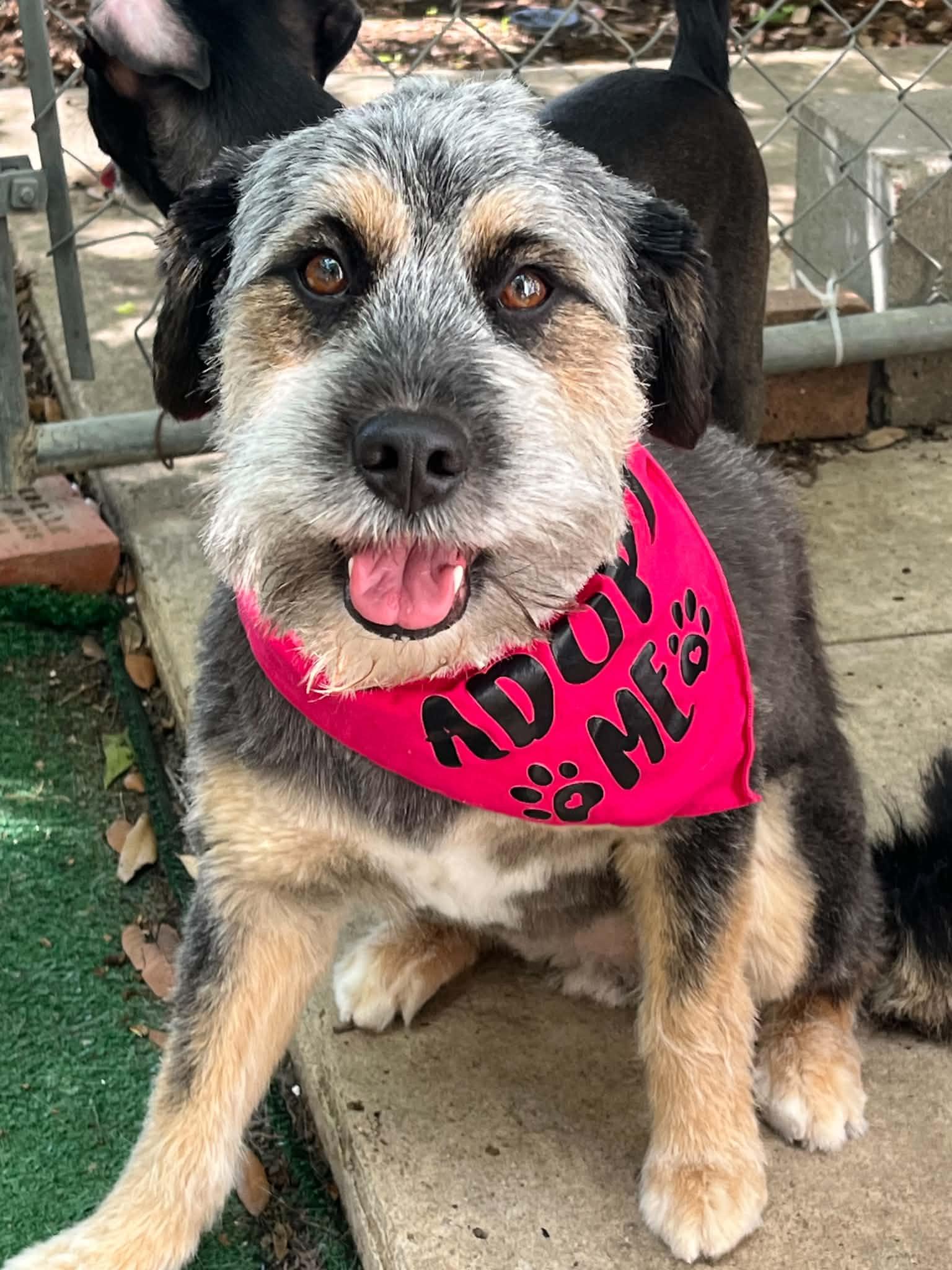 Kellie & Missy, ADOPTABLE, Adult Female Miniature Schnauzer & Scottish Terrier.