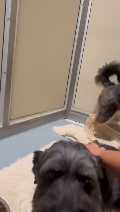 Enlarge Kellie & Missy, a ADOPTABLE mixed breed in Schertz, TX video 3/6