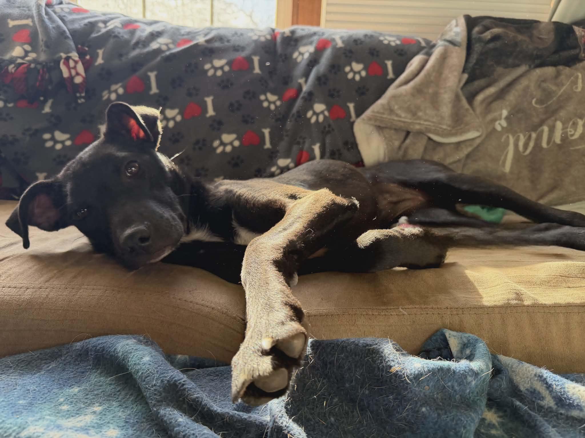 Enlarge Truffles , a Adoptable mixed breed in Homer, MI image 5/6