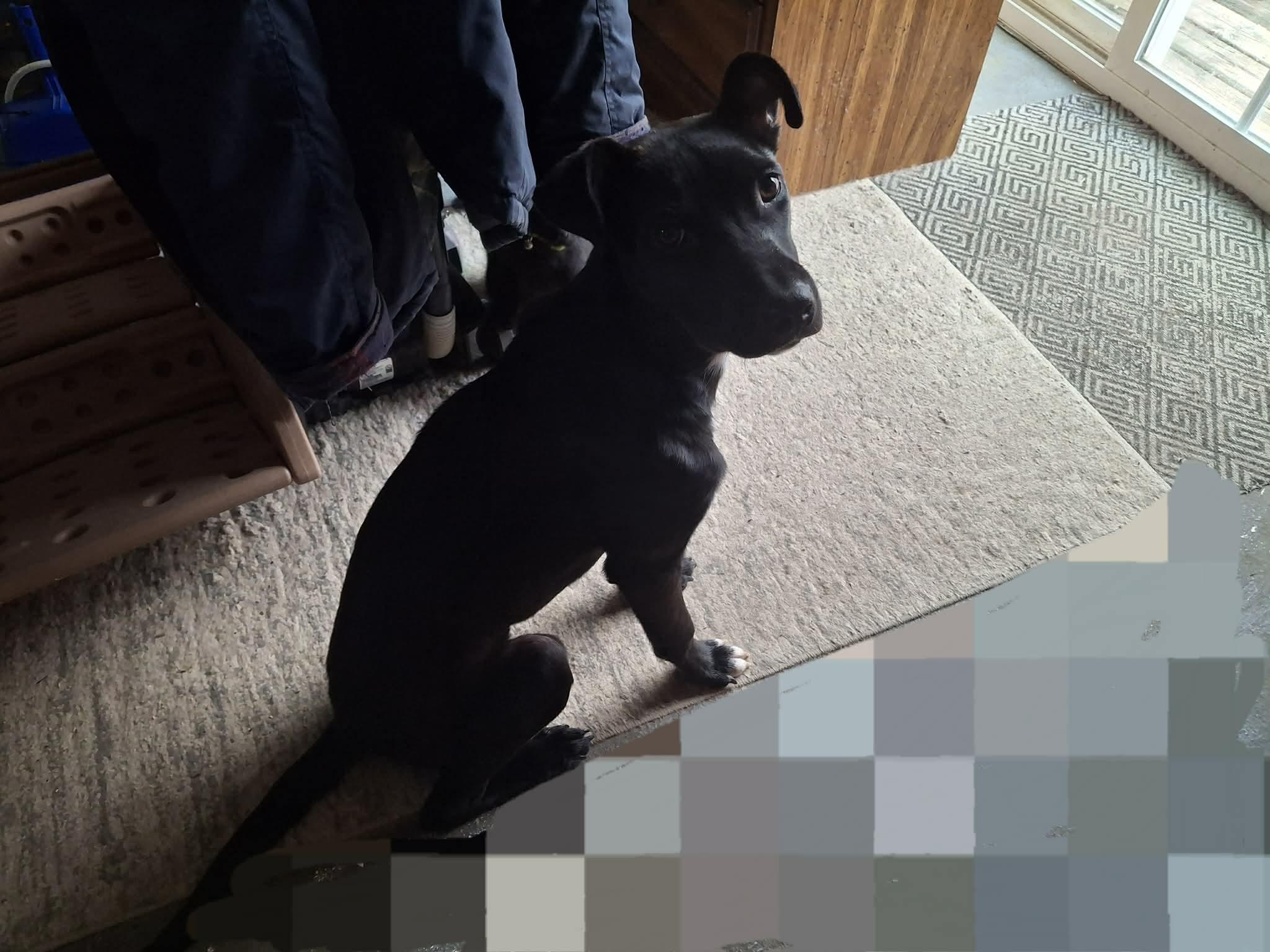 Enlarge Truffles , a Adoptable mixed breed in Homer, MI image 6/6