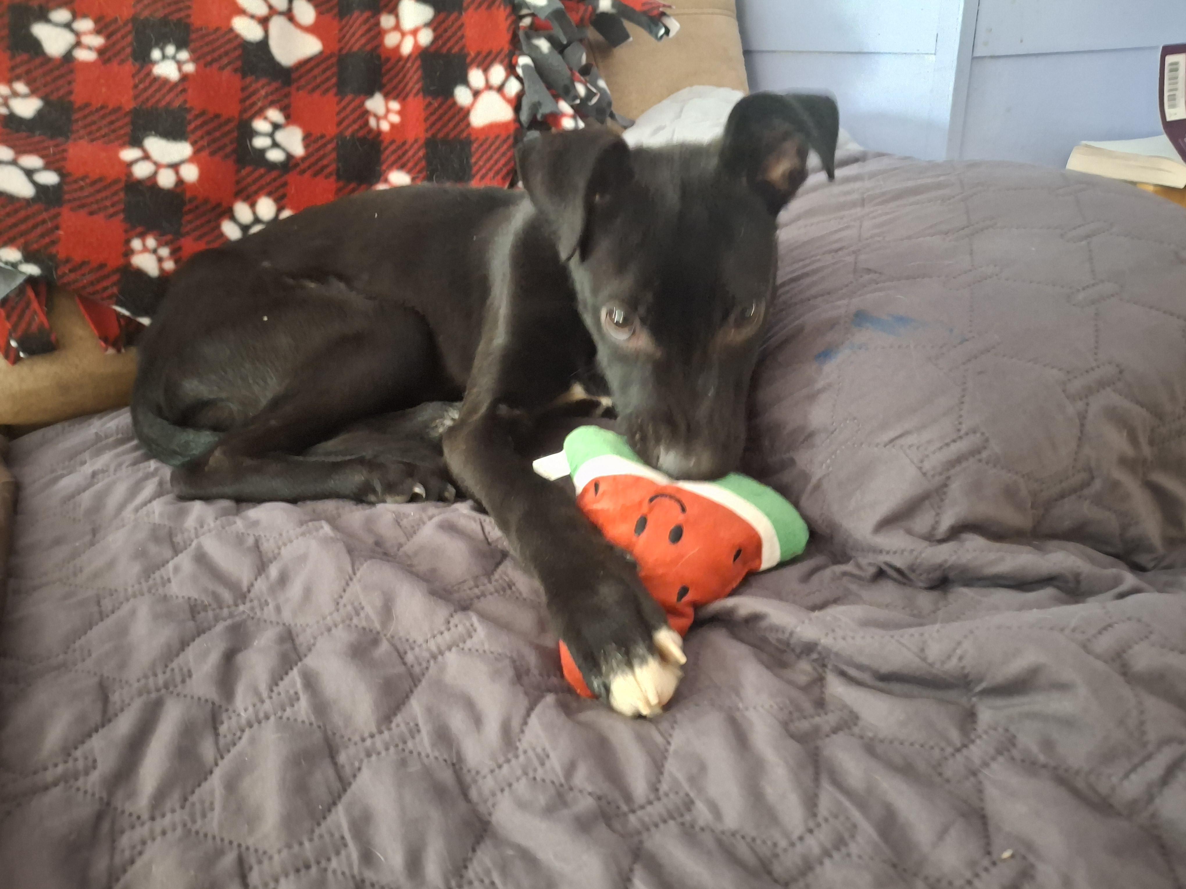 Enlarge Truffles , a Adoptable mixed breed in Homer, MI image 3/3