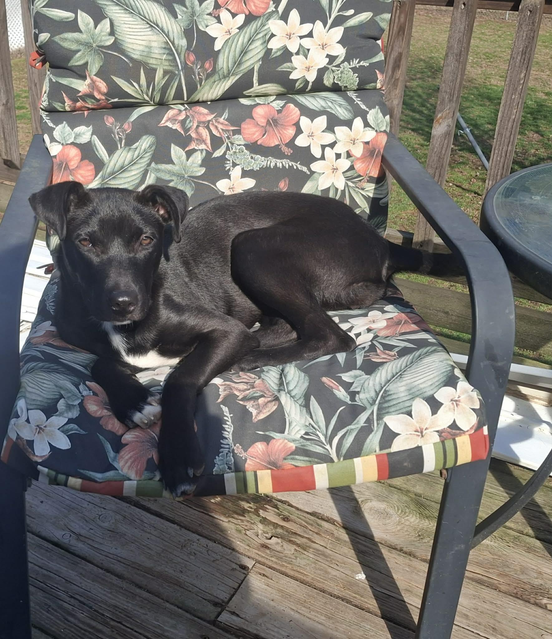 Truffles , Adoptable, Puppy Female Terrier.