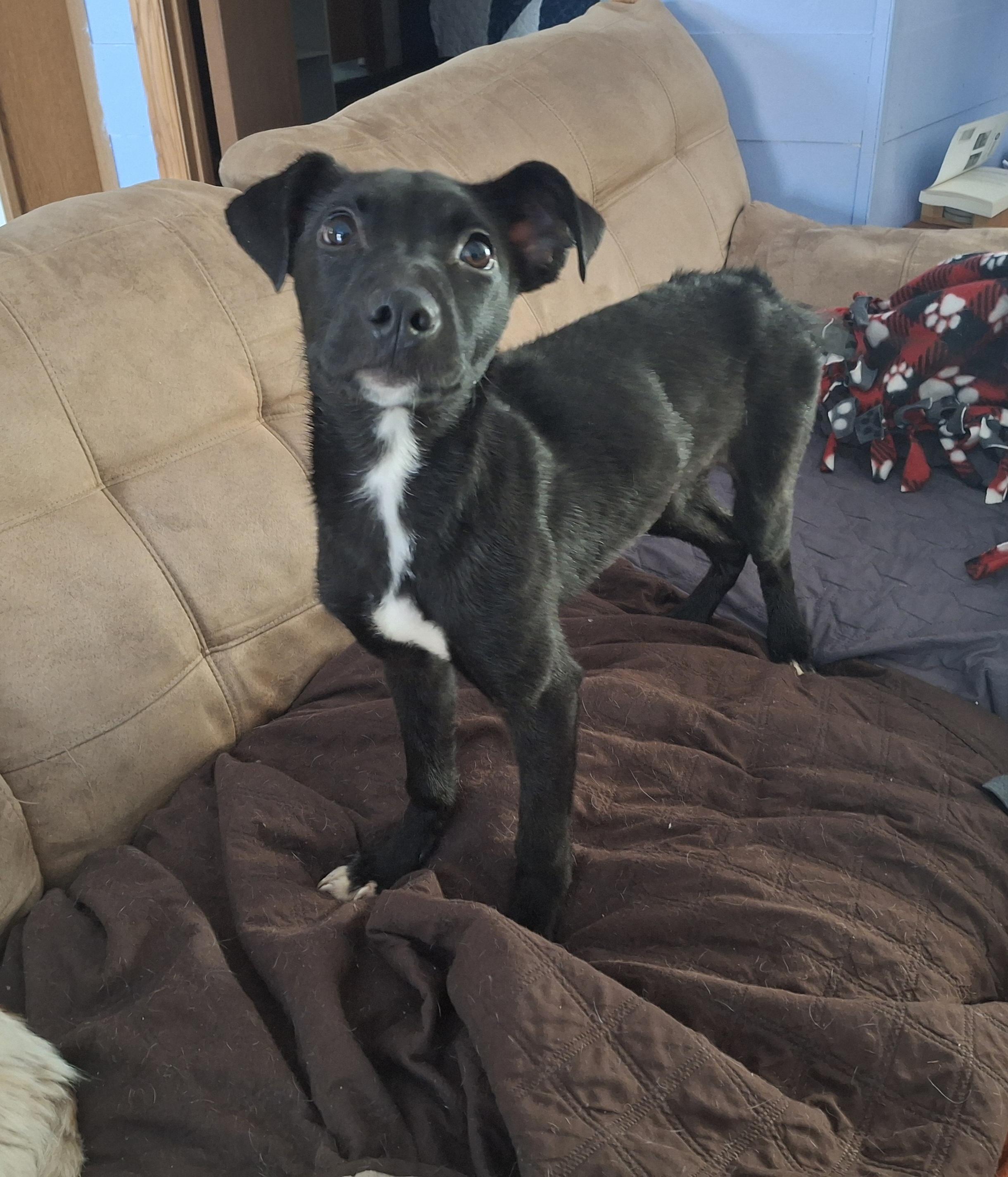 Truffles , Adoptable, Puppy Female Terrier.