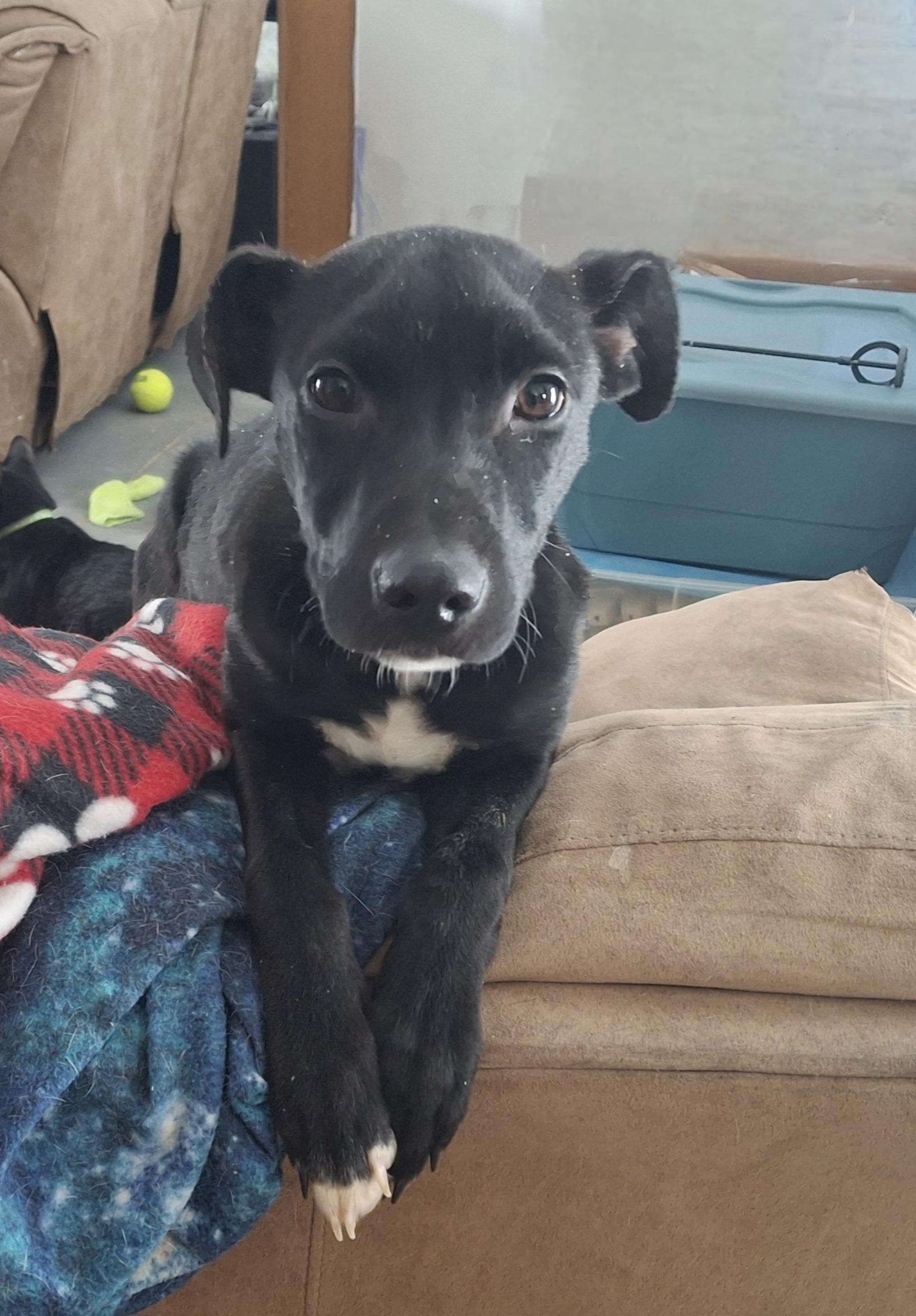 Enlarge Truffles , a Adoptable mixed breed in Homer, MI image 2/3