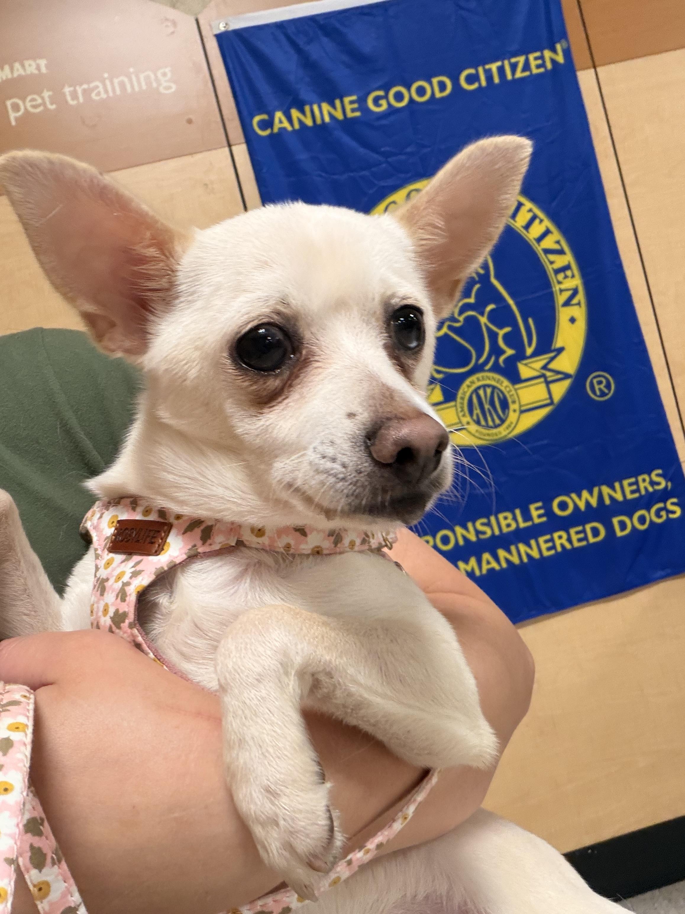 Spirit, a ADOPTABLE mixed breed in Byron, IL image 3/5