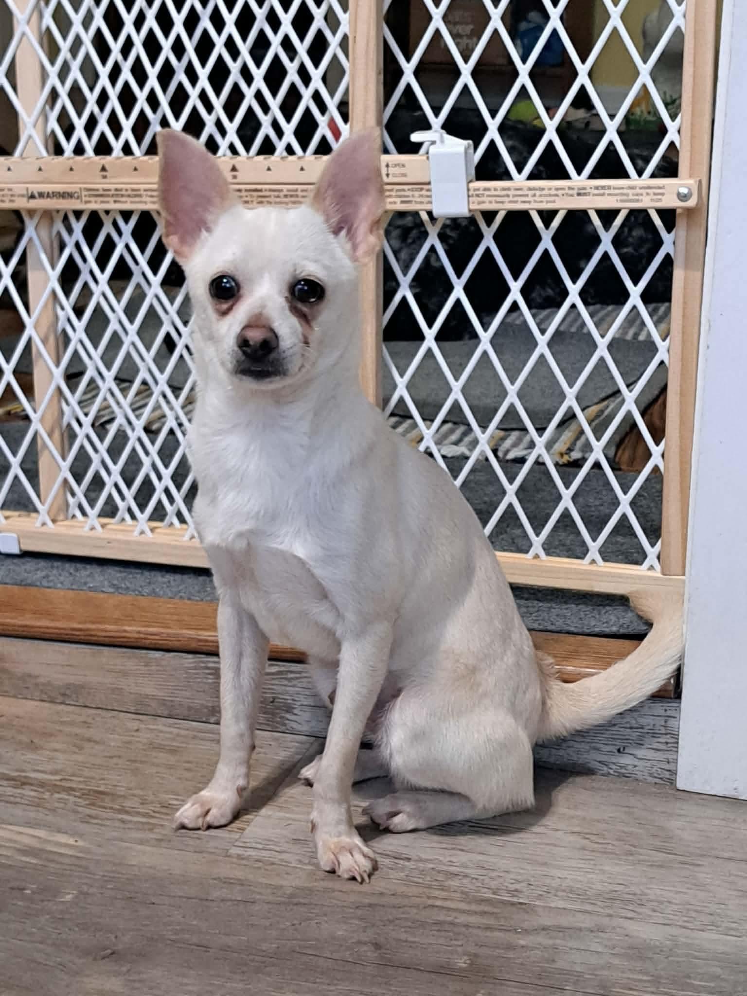Spirit, a ADOPTABLE mixed breed in Byron, IL image 1/5