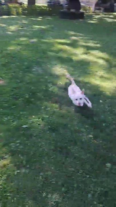 Enlarge Spirit, a ADOPTABLE mixed breed in Byron, IL video 2/5