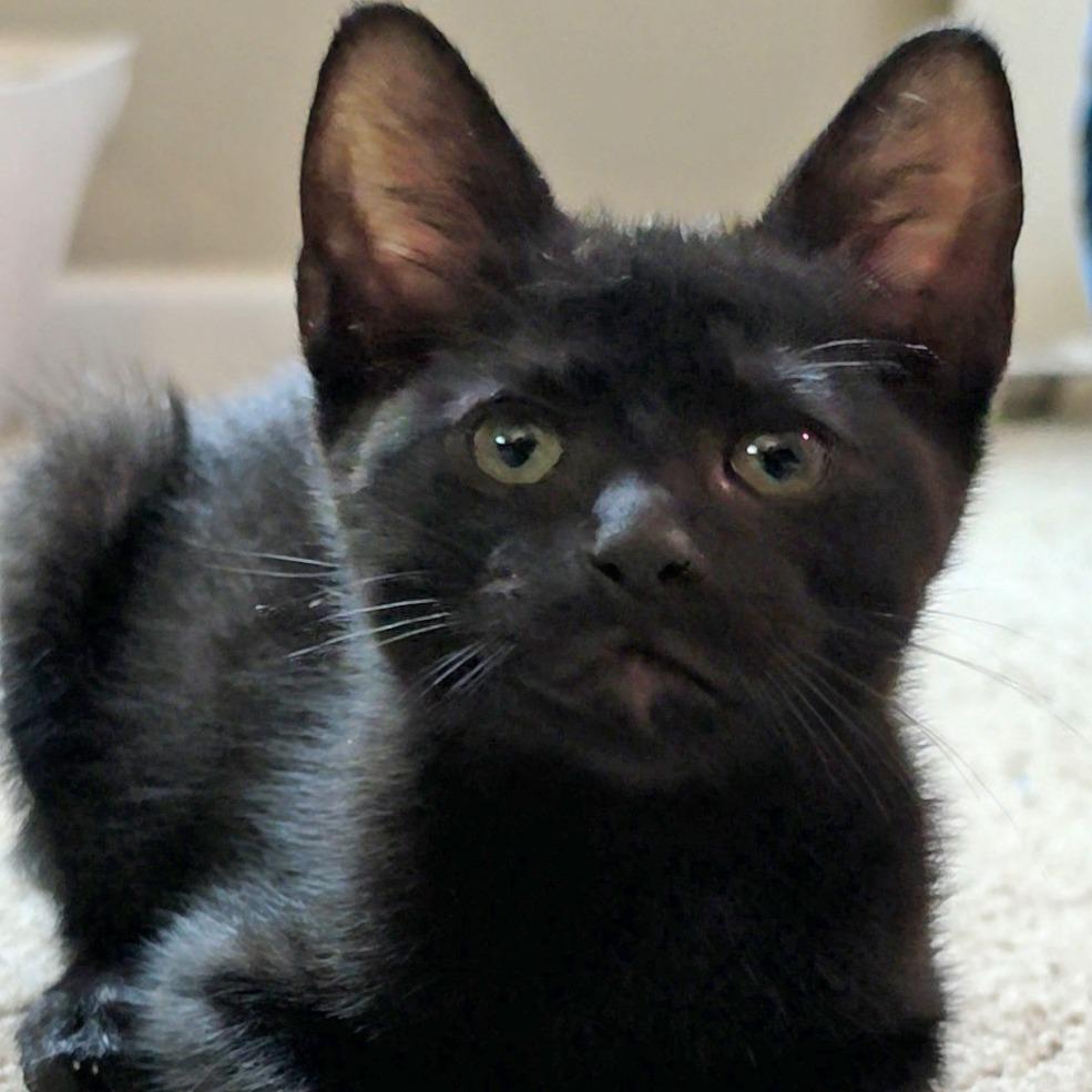 Harry, Adoptable, Kitten Male Domestic Short Hair.