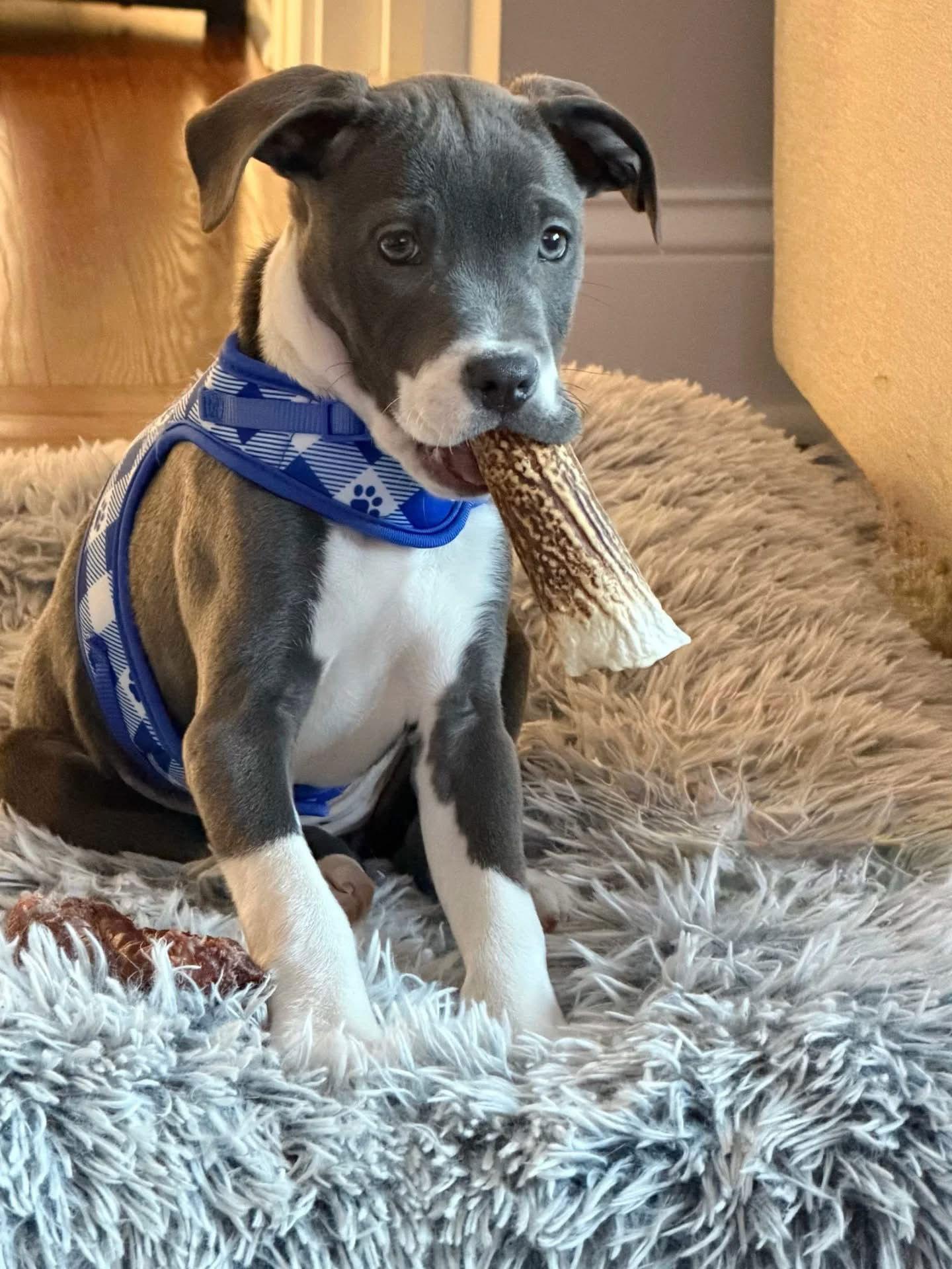 Kiko, Adoptable, Puppy Female American Bulldog & Labrador Retriever.