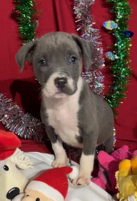 Kiko, Adoptable, Puppy Female American Bulldog & Labrador Retriever.