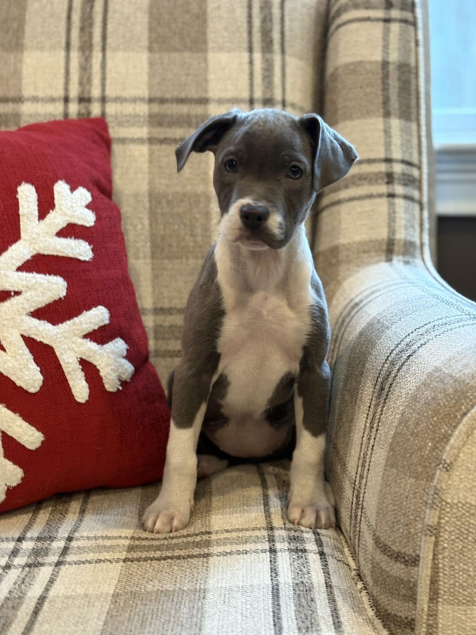 Kiko, a Adoptable mixed breed in Tarrytown, GA image 3/3