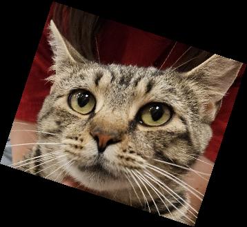 Enlarge Clover, a Adoptable Domestic Short Hair in Evans City, PA image 1/2