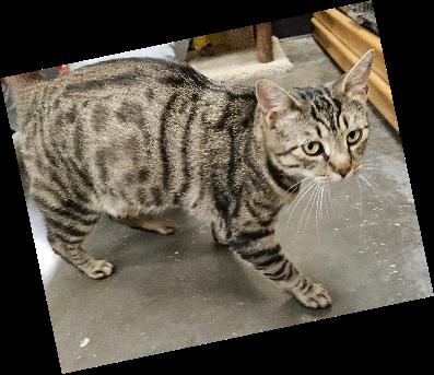 Enlarge Clover, a Adoptable Domestic Short Hair in Evans City, PA image 2/2