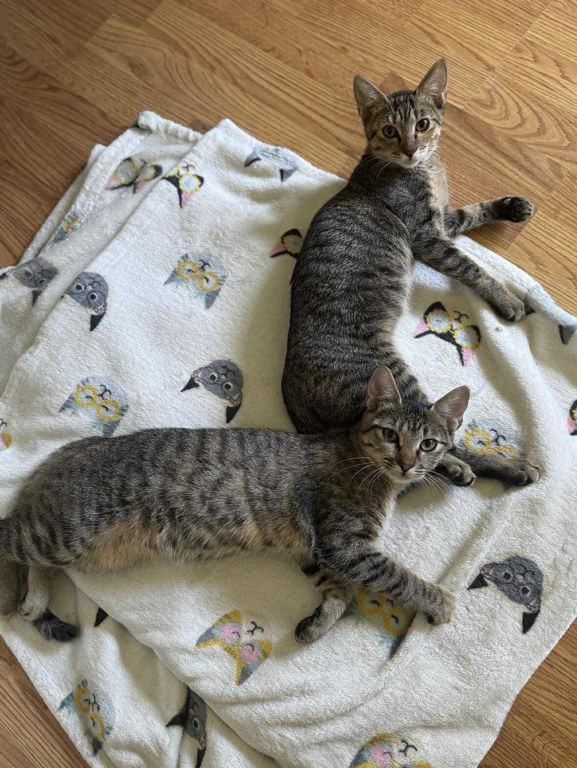 Enlarge Bindi & Bunny, a Adoptable Domestic Short Hair in Longview, TX image 2/5