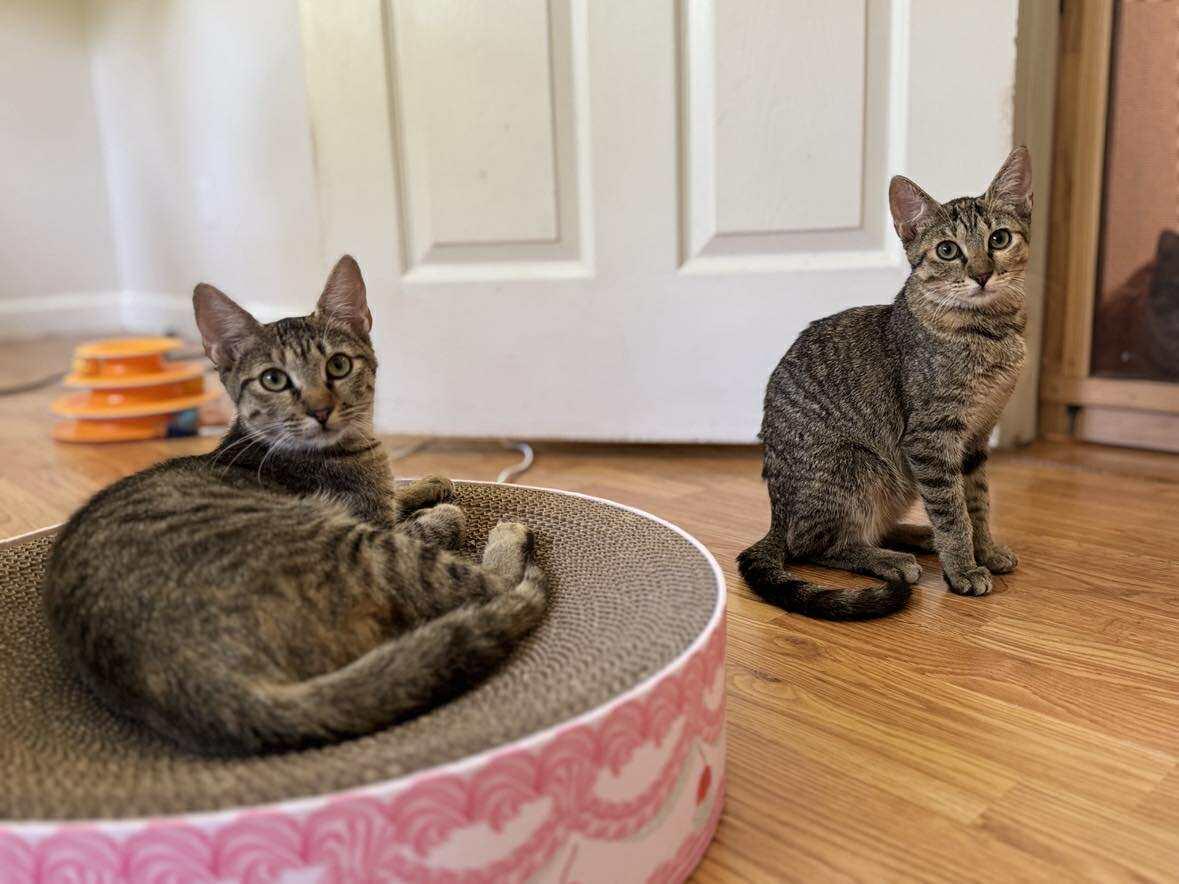 Enlarge Bindi & Bunny, a Adoptable Domestic Short Hair in Longview, TX image 3/5