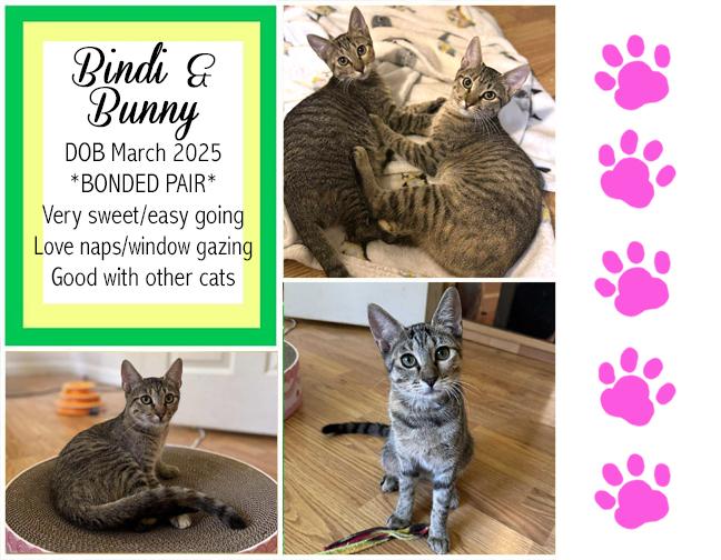 Bindi & Bunny, Adoptable, Young Female Domestic Short Hair.