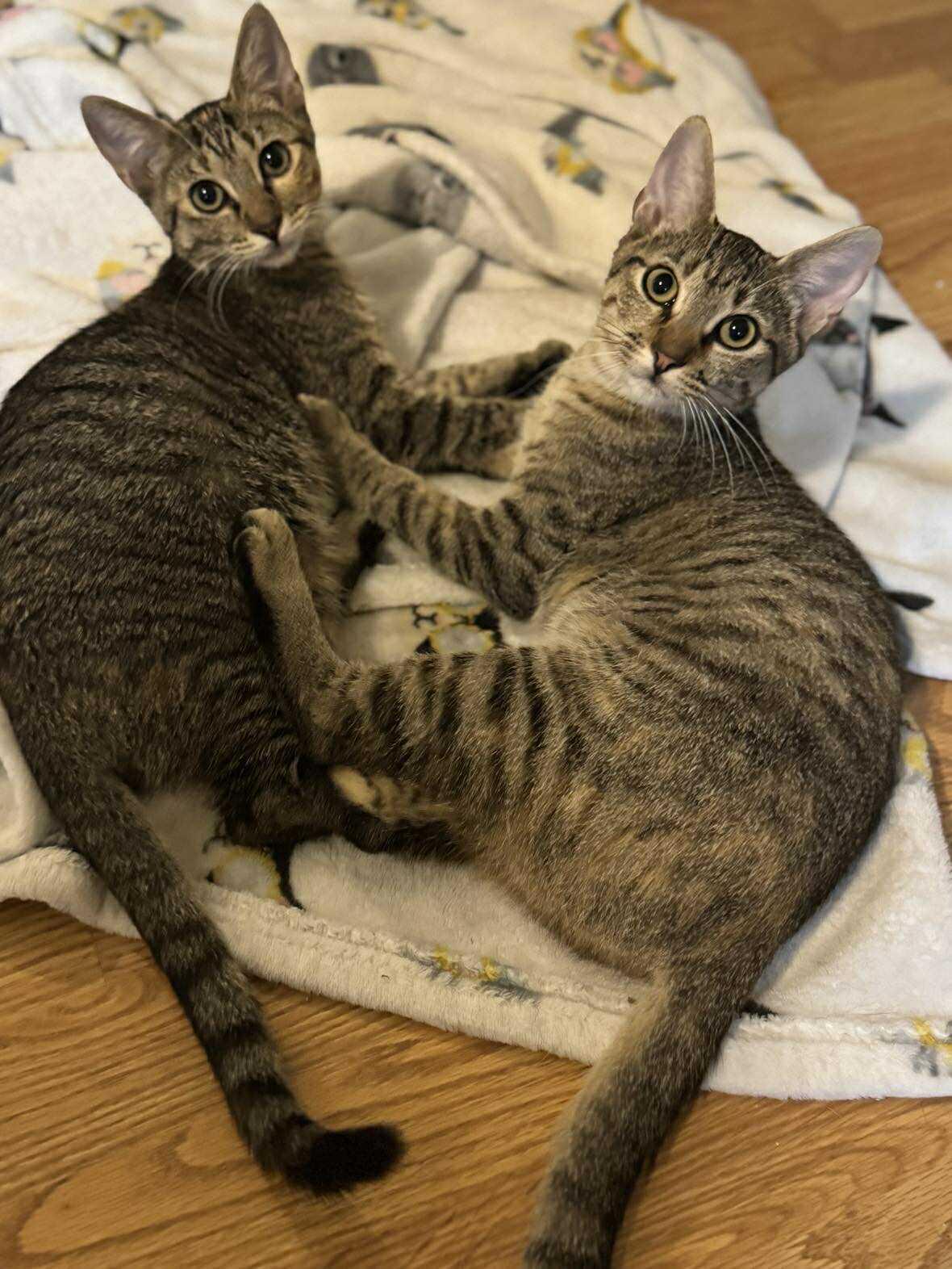 Enlarge Bindi & Bunny, a Adoptable Domestic Short Hair in Longview, TX image 4/5