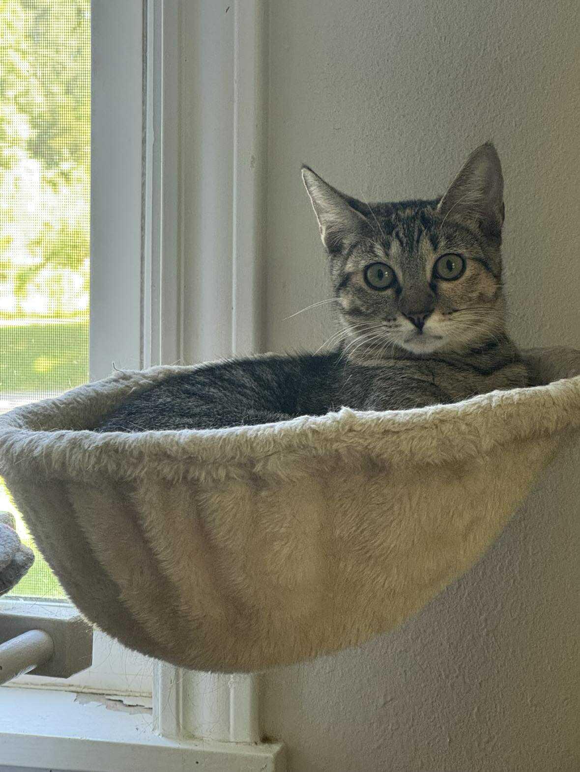 Enlarge Bindi & Bunny, a Adoptable Domestic Short Hair in Longview, TX image 5/5