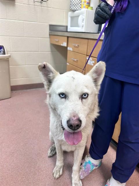 OREGANO, Adoptable, Adult Male Siberian Husky.
