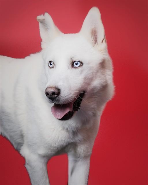 OREGANO, Adoptable, Adult Male Siberian Husky.