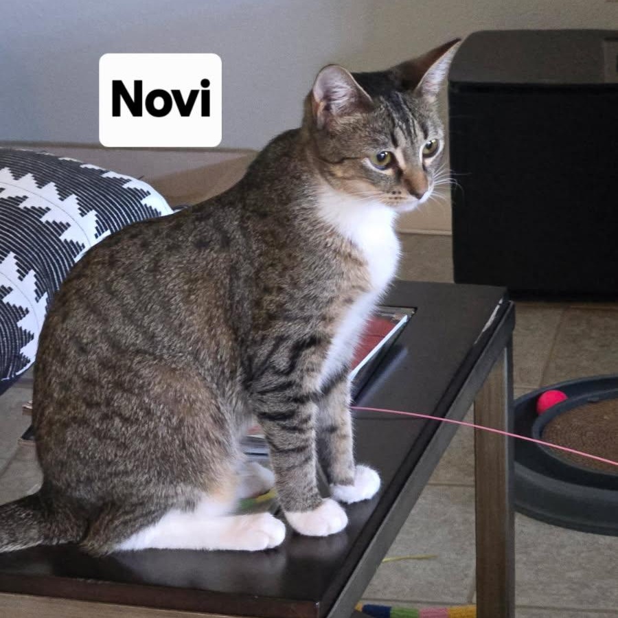 Novi, adoptable, Young Female Domestic Short Hair.