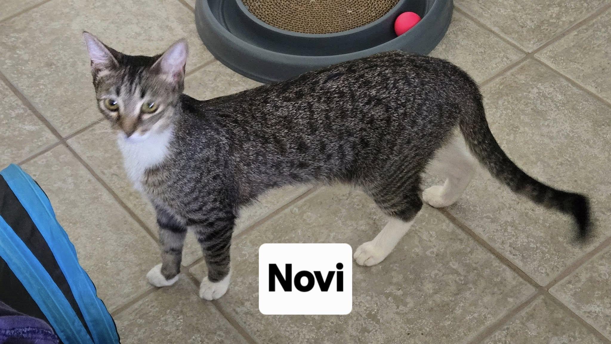 Novi, an adoptable Domestic Short Hair in Honolulu, HI image 2/5