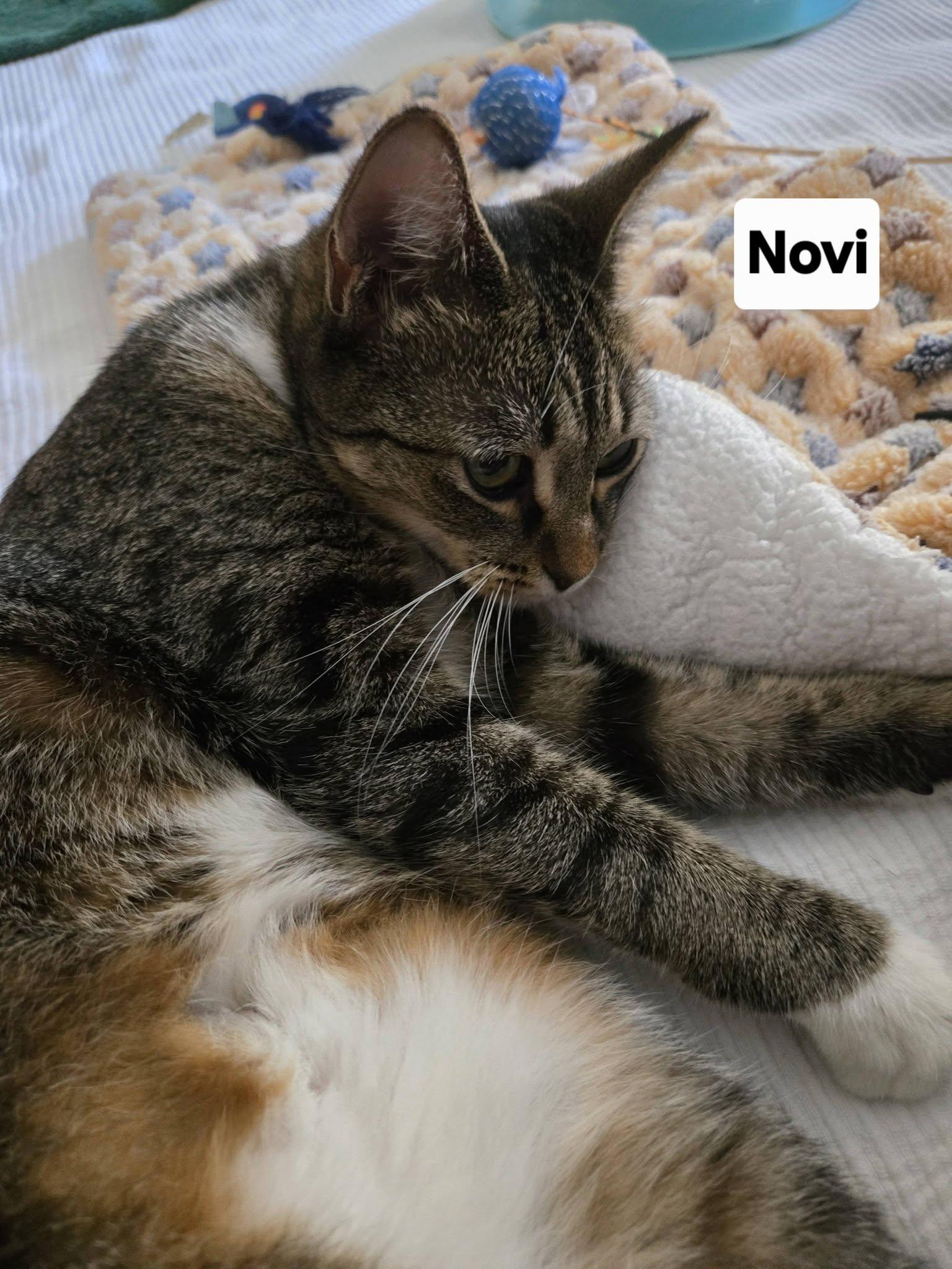 Novi, an adoptable Domestic Short Hair in Honolulu, HI image 4/5