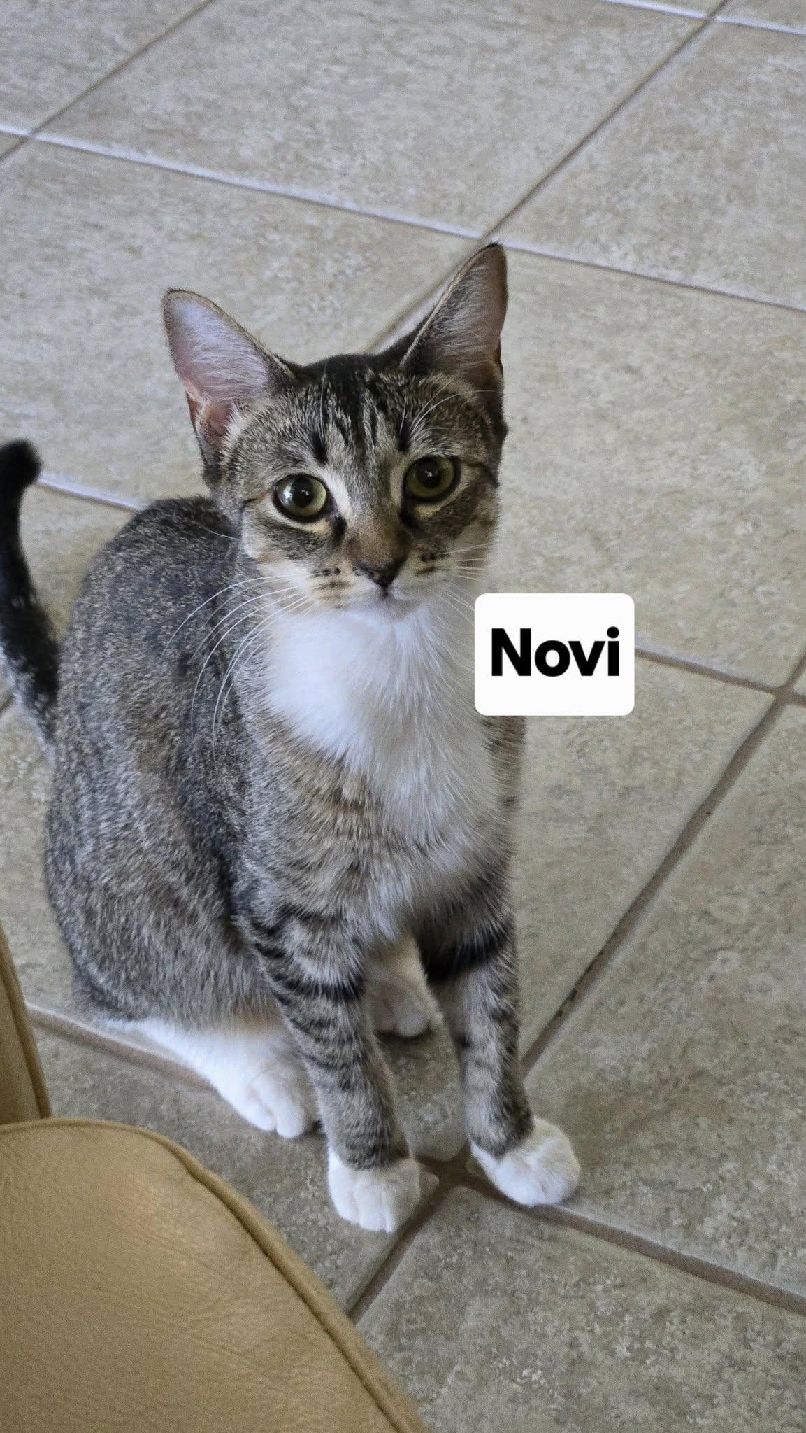 Novi, an adoptable Domestic Short Hair in Honolulu, HI image 3/5
