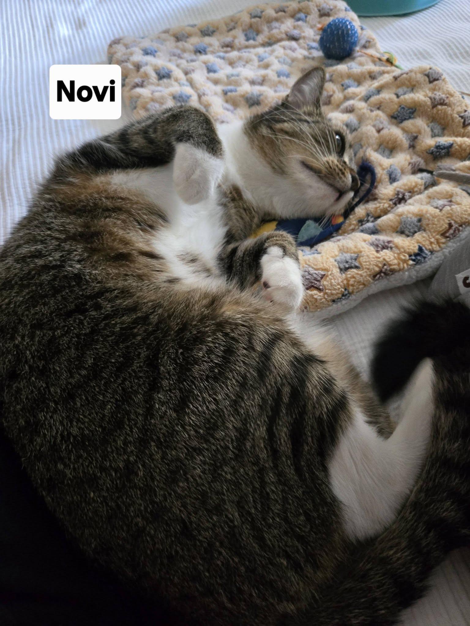 Novi, an adoptable Domestic Short Hair in Honolulu, HI image 5/5