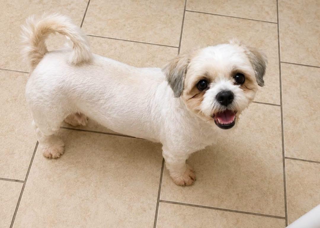 Enlarge Sully, a Adopted Maltipoo in Houston, TX image 1/4