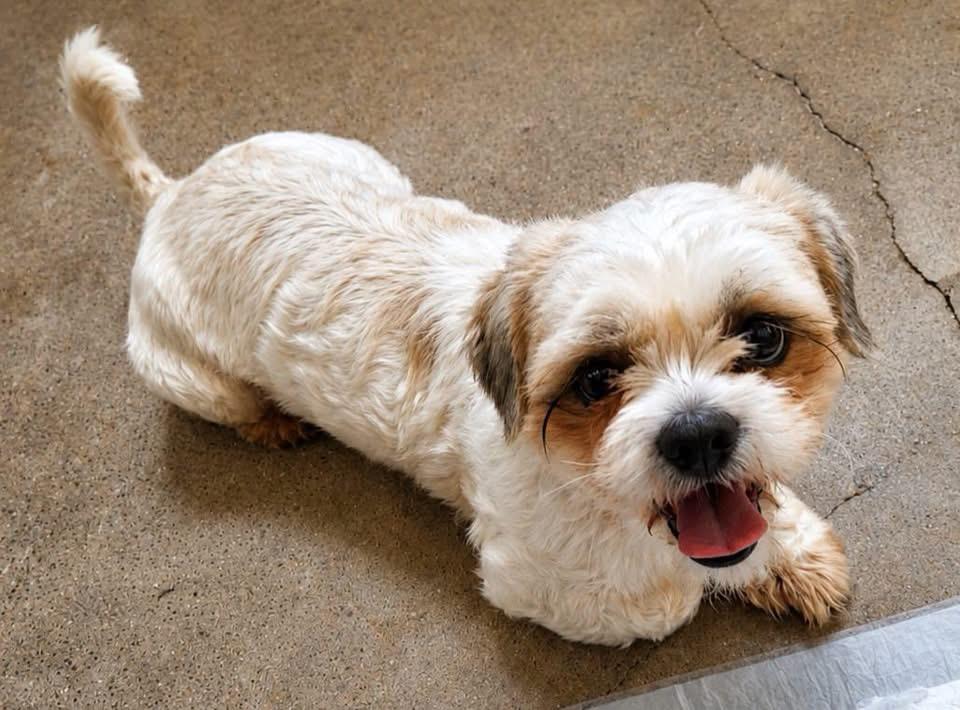 Enlarge Sully, a Adopted Maltipoo in Houston, TX image 3/4