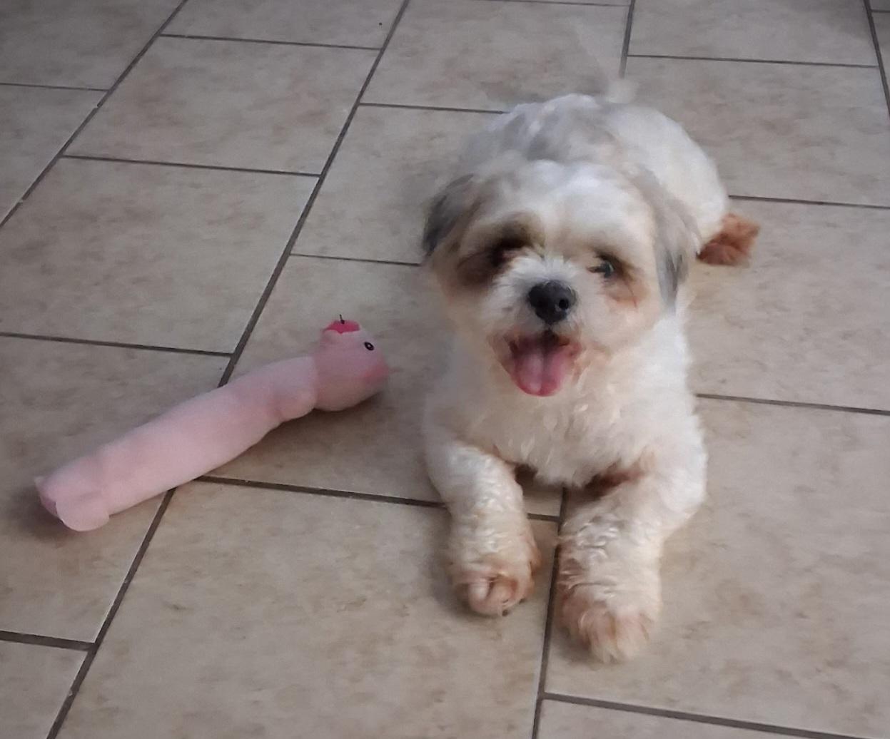 Enlarge Sully, a Adopted Maltipoo in Houston, TX image 4/4