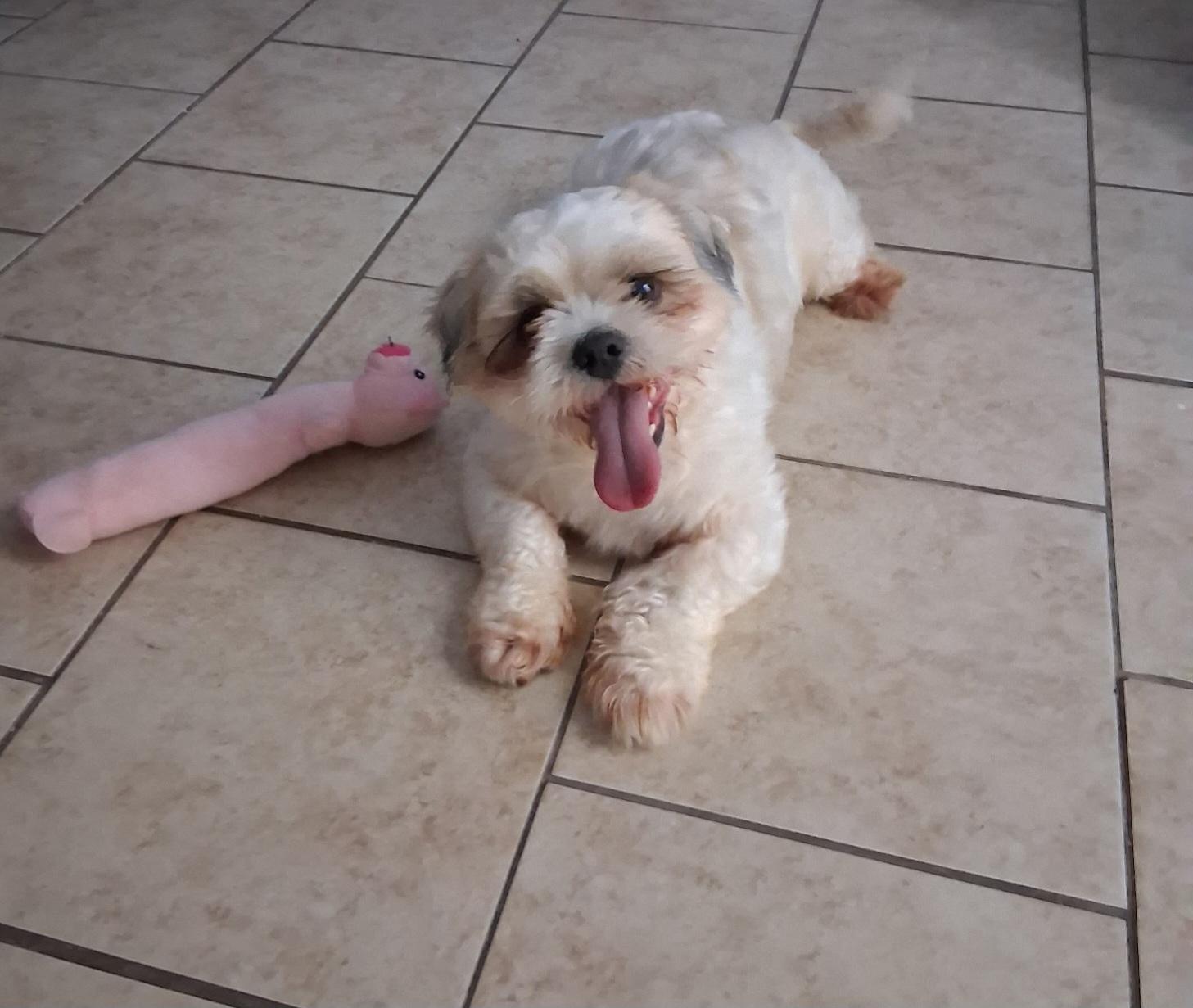 Enlarge Sully, a Adopted Maltipoo in Houston, TX image 2/4