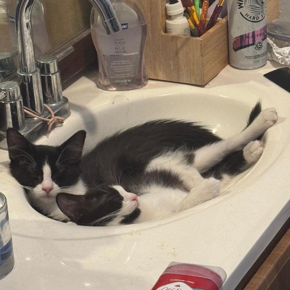 OTTO, a Adoptable Domestic Long Hair in Ontario, CA image 3/4