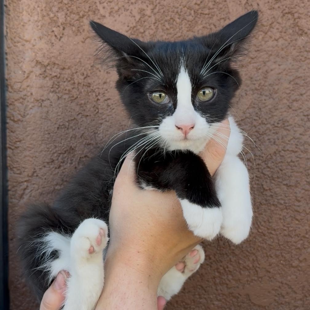 OTTO, Adoptable, Young Male Domestic Long Hair.