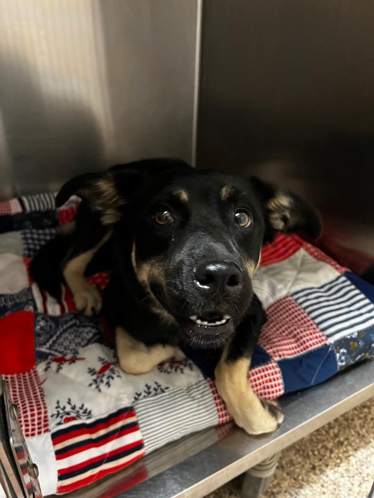 Enlarge Lily, a Adopted mixed breed in Pratt, KS image 1/3