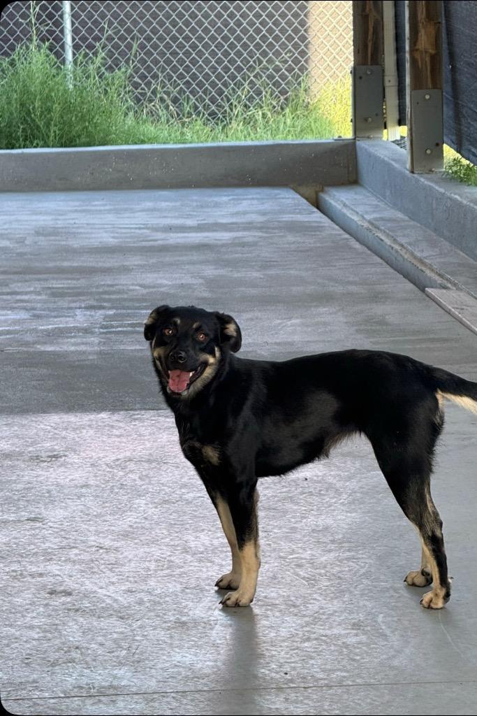 Enlarge Lily, a Adopted mixed breed in Pratt, KS image 2/3