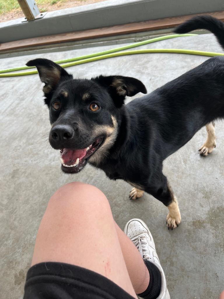 Enlarge Lily, a Adopted mixed breed in Pratt, KS image 2/3