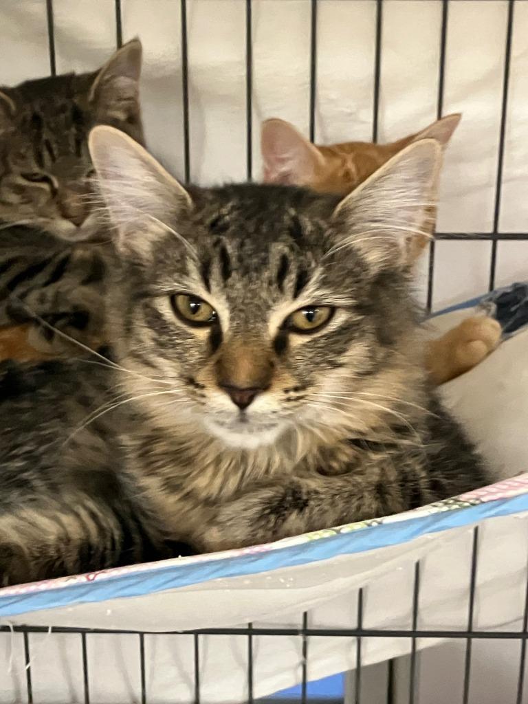 Enlarge Robin, a Adoptable Maine Coon in Lunenburg, MA image 1/1