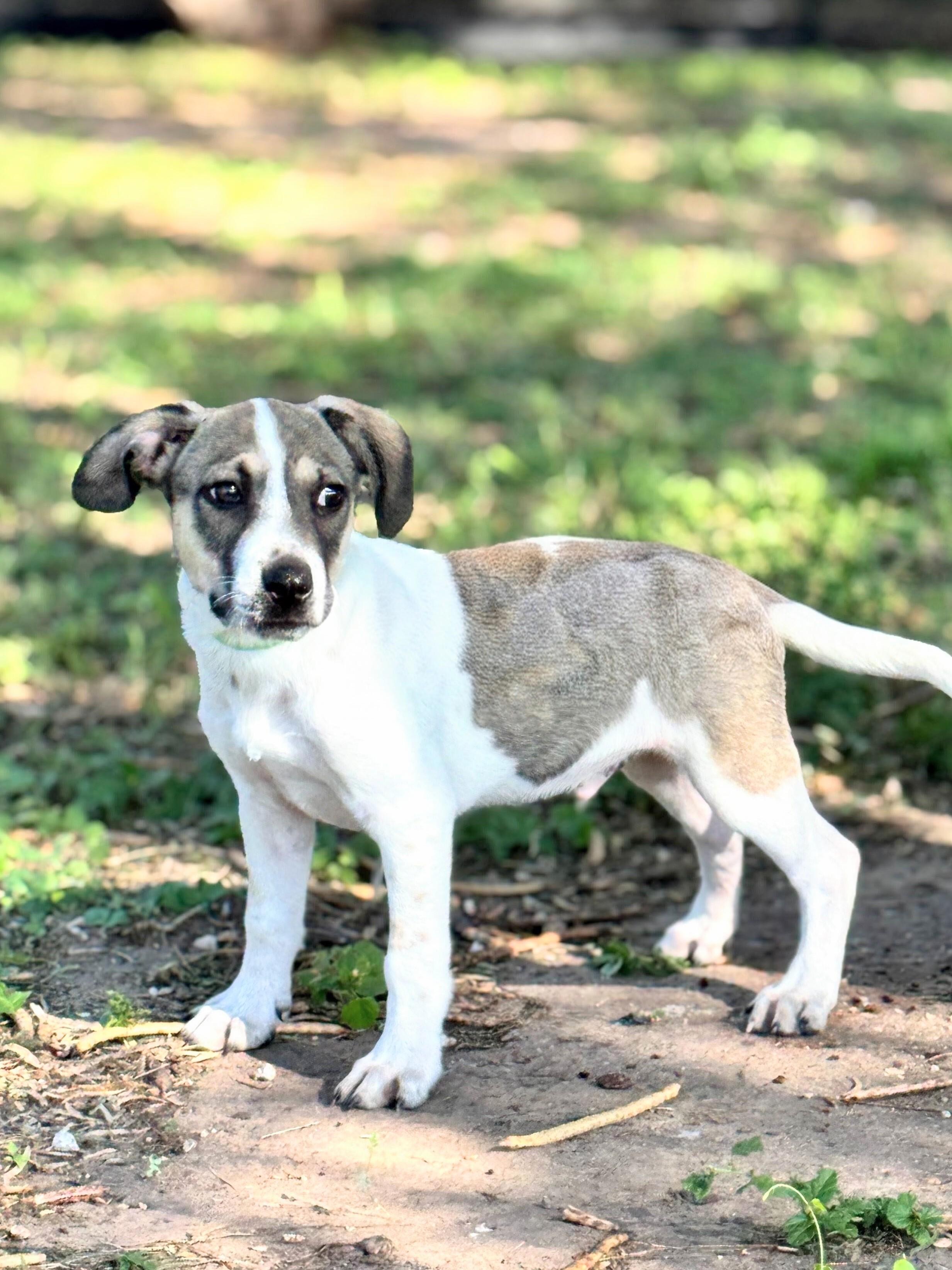 Enlarge Benet, a Adoptable mixed breed in Willington, CT image 6/6