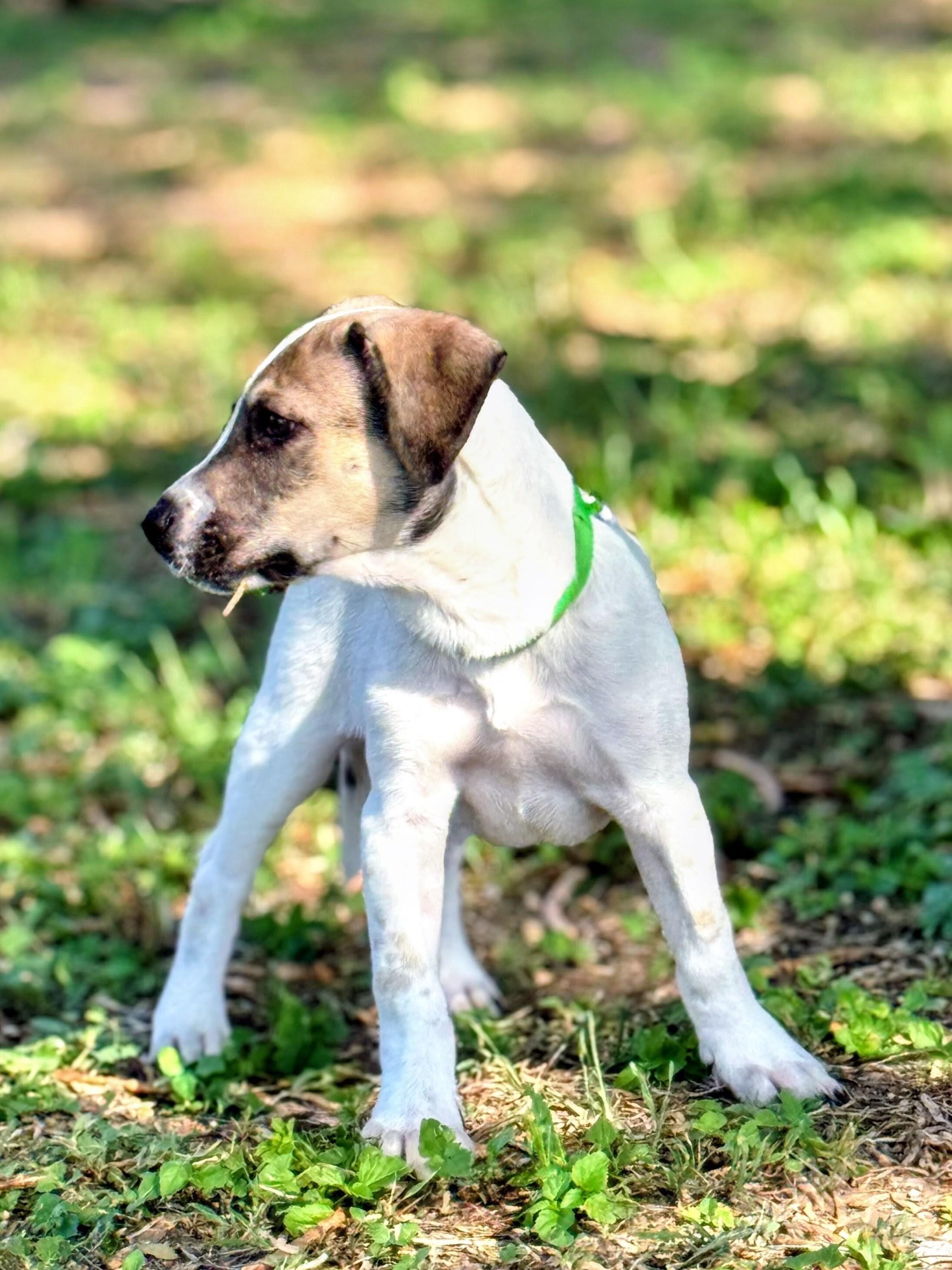 Enlarge Benet, a Adoptable mixed breed in Willington, CT image 5/6