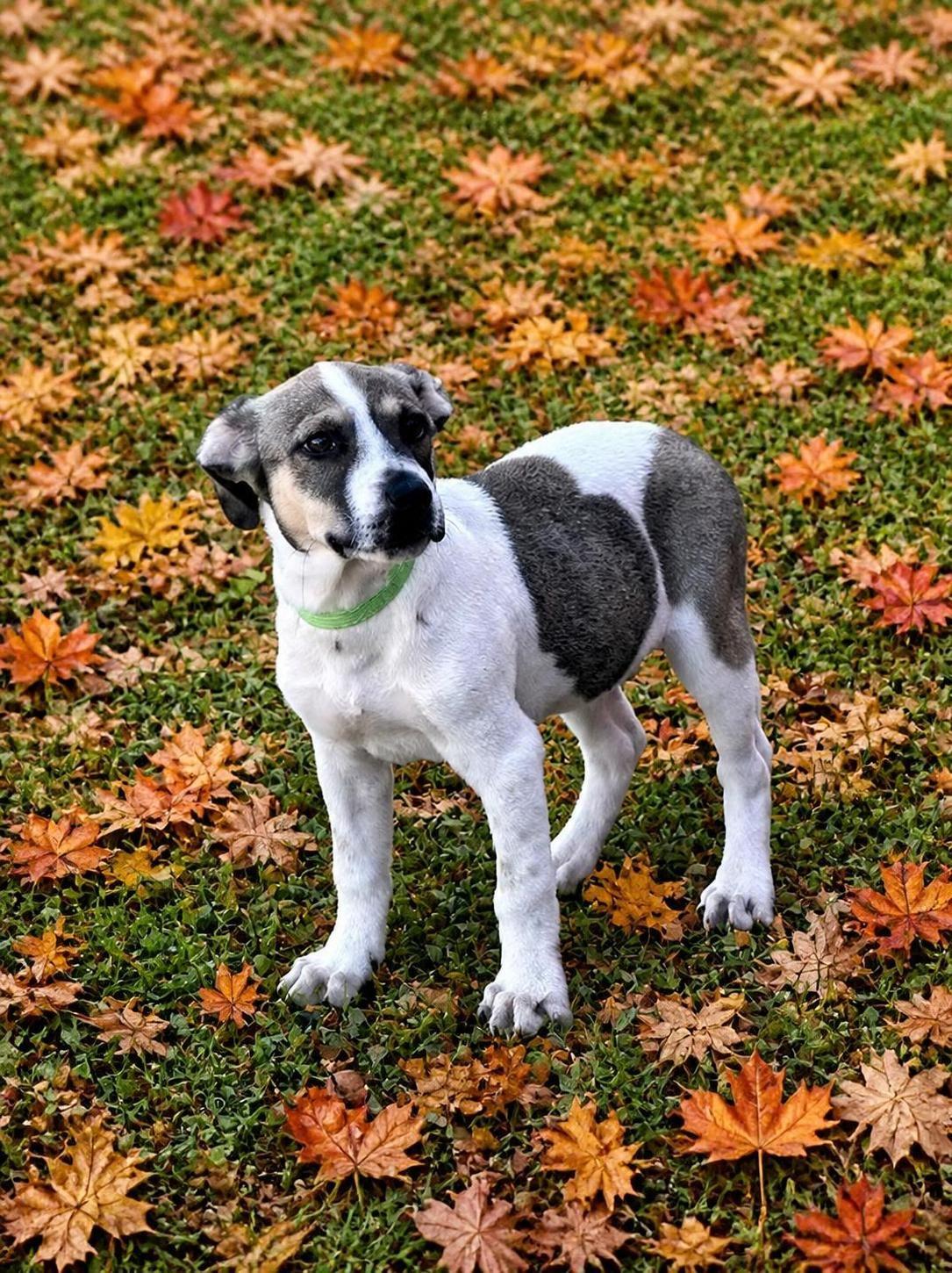 Enlarge Benet, a Adoptable mixed breed in Willington, CT image 3/6