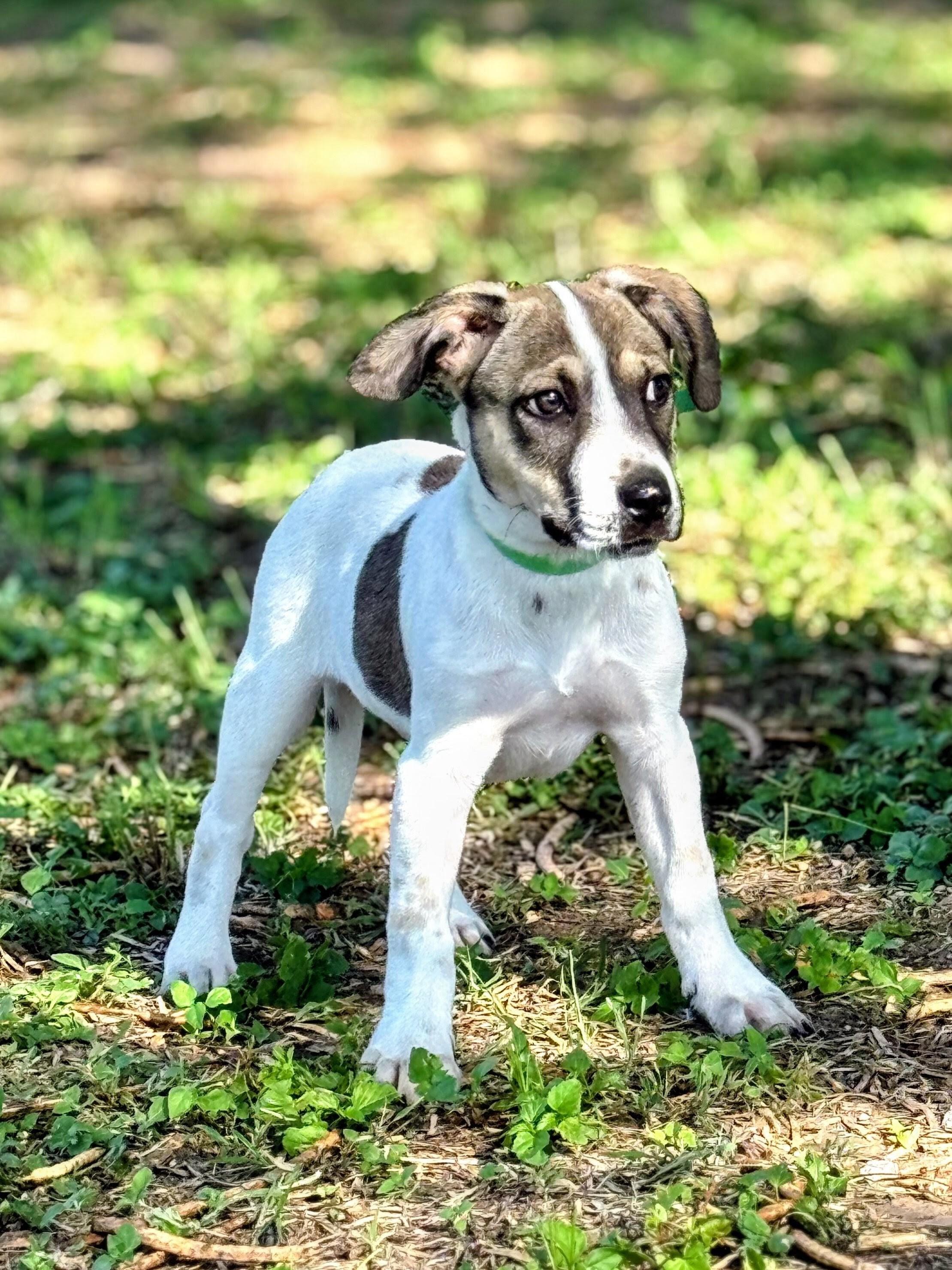Enlarge Benet, a Adoptable mixed breed in Willington, CT image 4/6