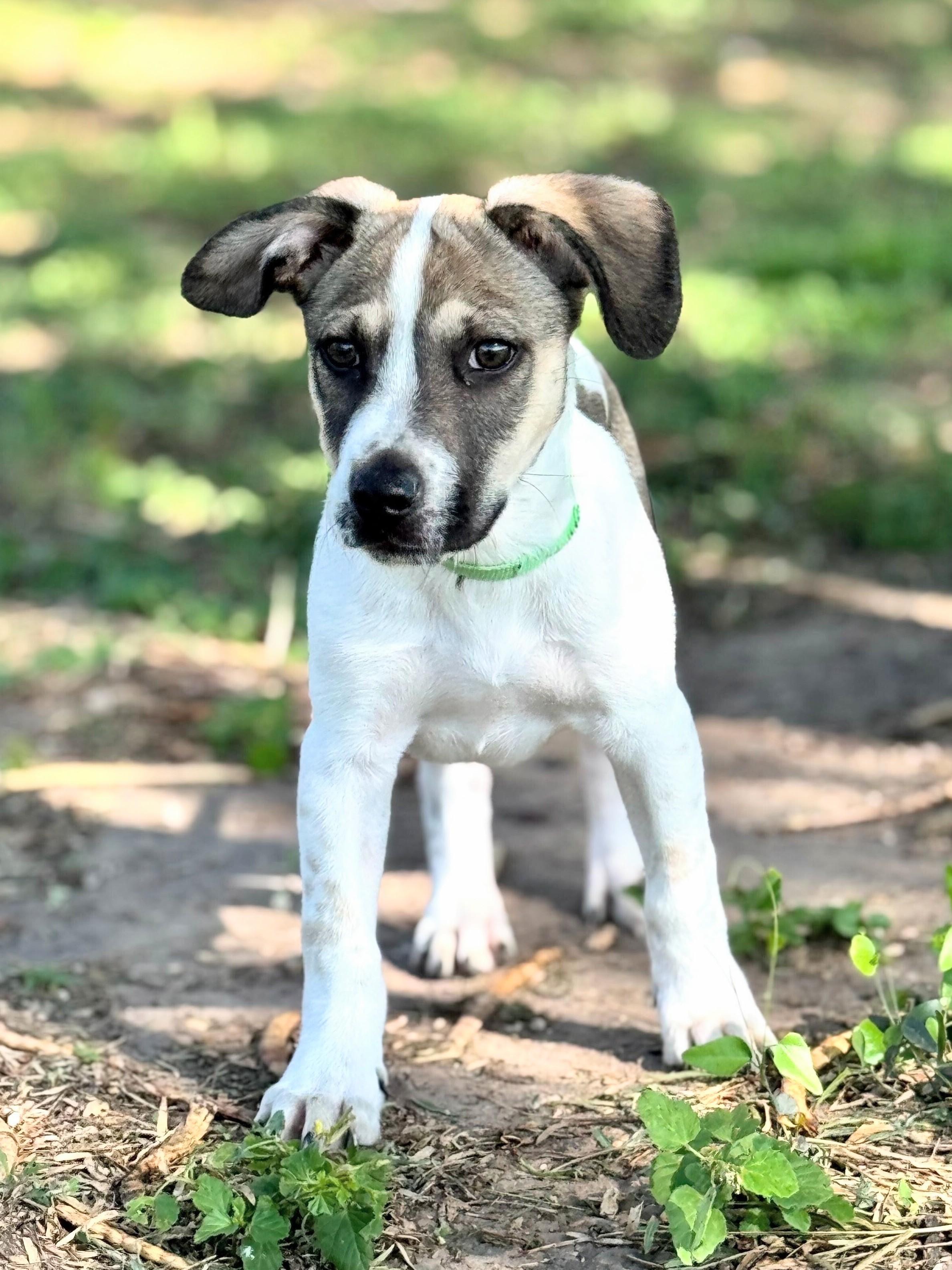 Enlarge Benet, a Adoptable mixed breed in Willington, CT image 1/6