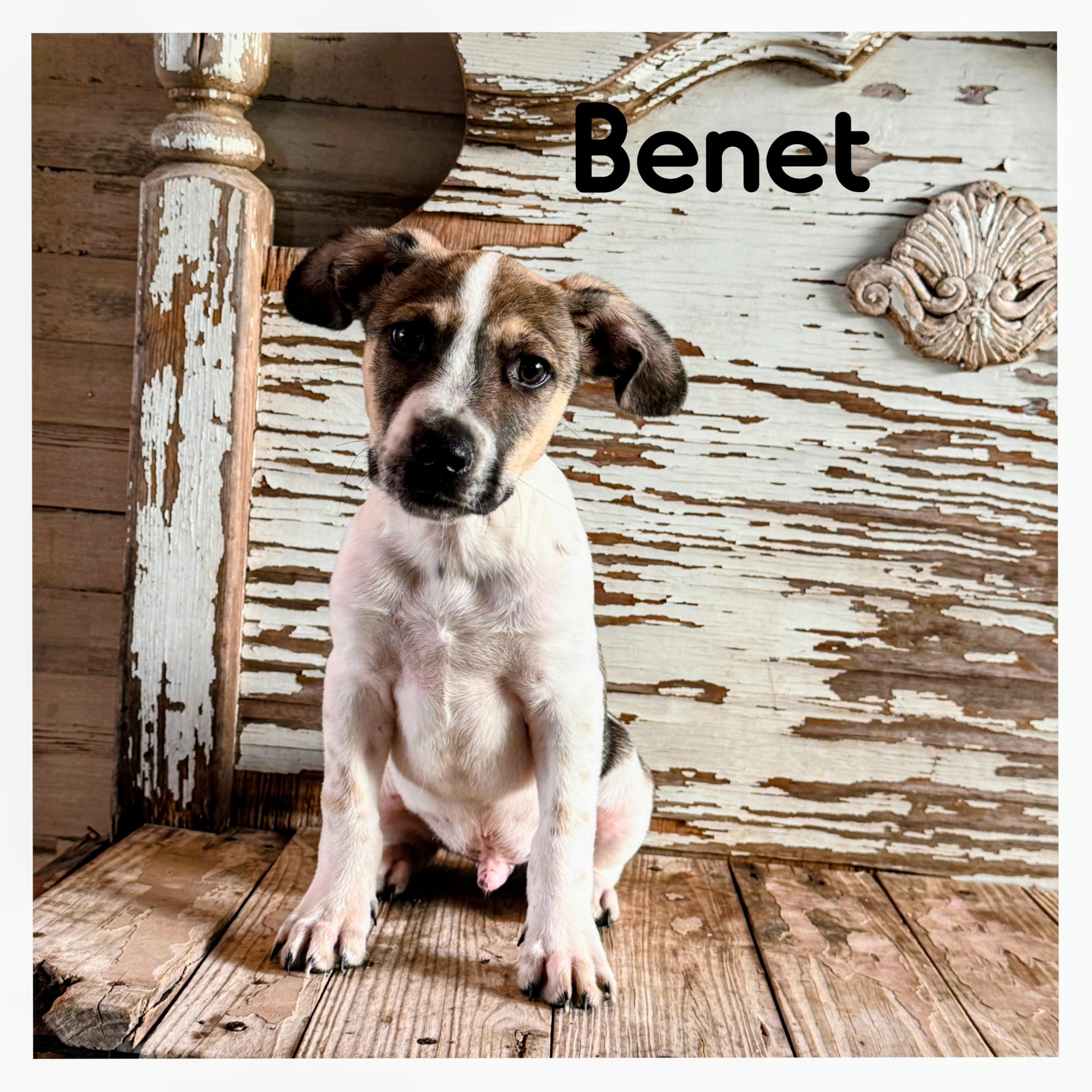 Enlarge Benet, a Adoptable mixed breed in Willington, CT image 2/6