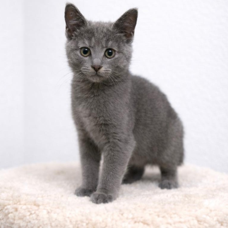 Enlarge Zamora, a ADOPTABLE mixed breed in Andover, MN image 2/2