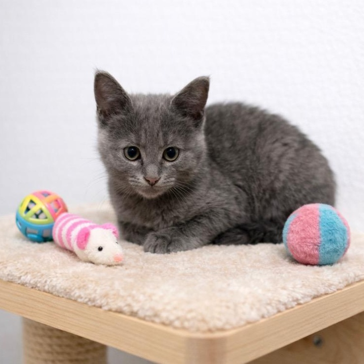 Zamora, ADOPTABLE, Kitten Female Russian Blue & Domestic Short Hair.