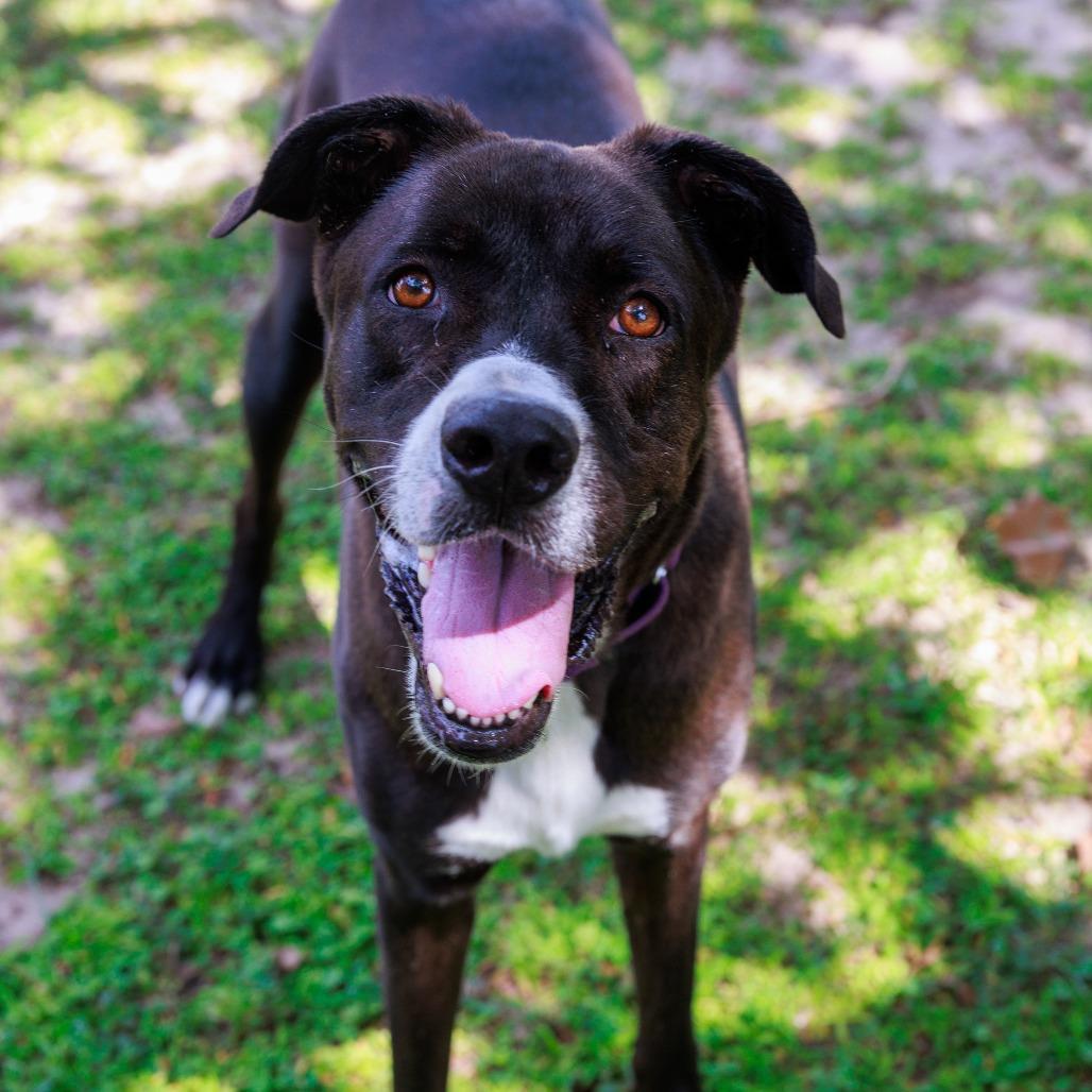 Dunkin, Adoptable, Adult Male Labrador Retriever & Great Dane.