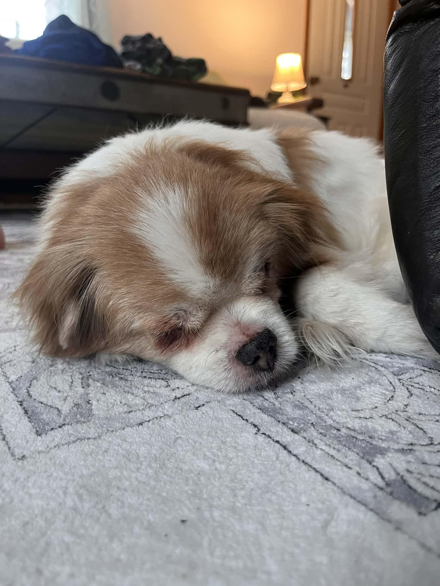 Enlarge Gizmo, a ADOPTABLE mixed breed in Cedar Rapids, IA image 3/5