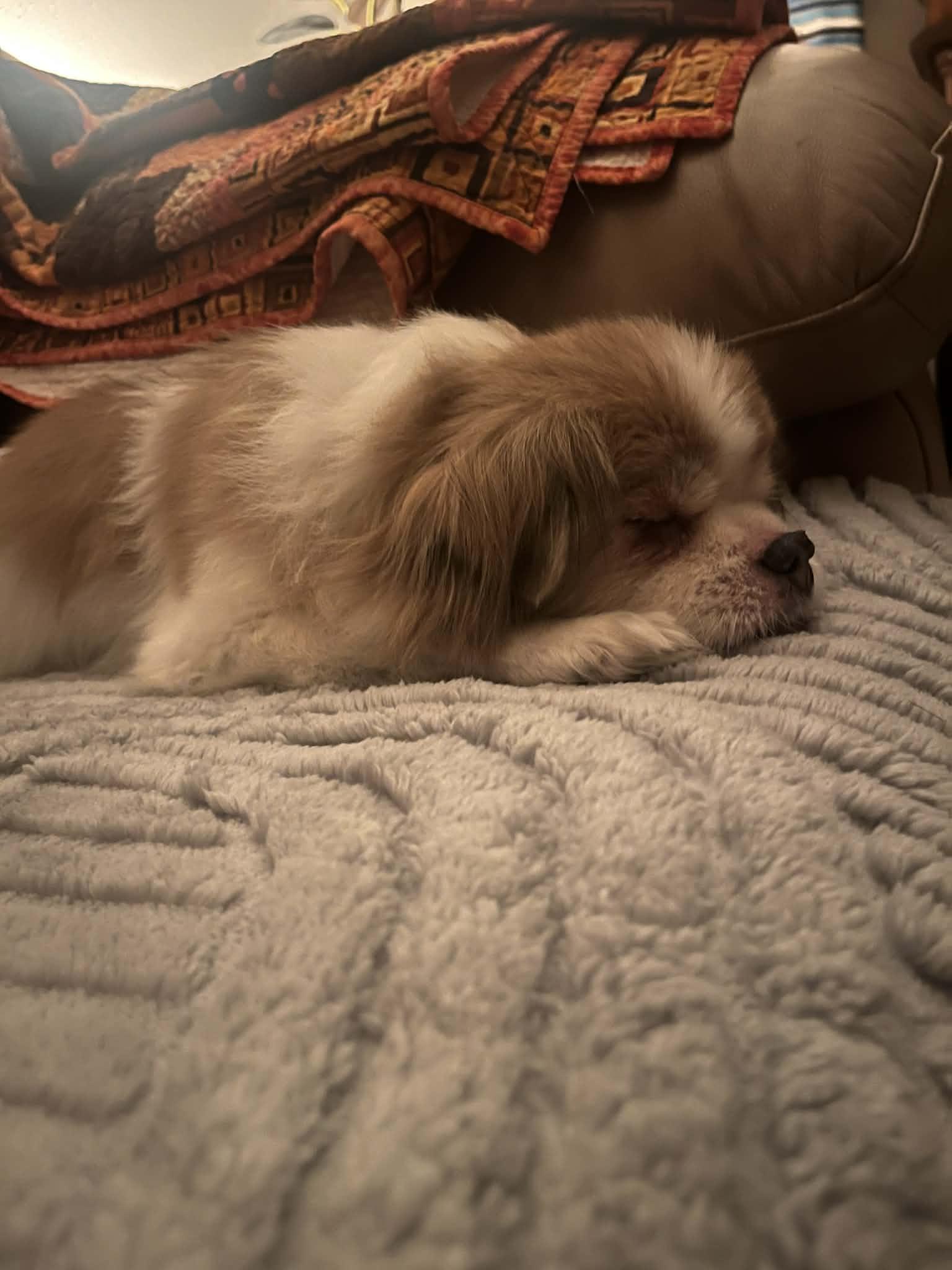 Enlarge Gizmo, a ADOPTABLE mixed breed in Cedar Rapids, IA image 2/5